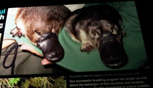 Duckbilled Platypus - we  only saw one in the tank swimming rapidly  looking for food  which was about 2 ft. away but he just kept swimming around the same area - not very smart but very cute. (2)