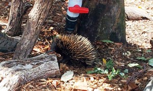 Echidnas, also known as spiny anteaters, belong to the family. They were one of my favorites.