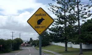 Endangered Bandicoots