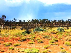 Fires clean out the dead underbrush, crack the dense seeds of the acacias and provide nitrogen for the soil and plants.