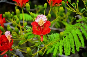 Flame tree