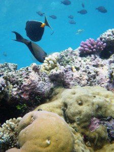 I could snorkel my life away.