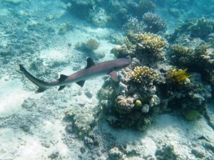 I swam with a shark!!! Well, I swam above him and watched him swim below - too cool!