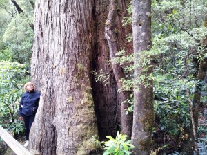 It is hard to portray the enormity of the the eucalyptus trees in this area.