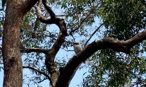Kookaburra - the bird made famous in the Australian folk song. They really do sound like they're laughing.