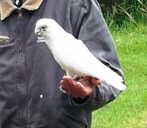 Little Corel cockatoo - Talky