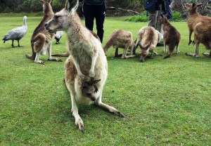 Mamma and her joey. The joeys can stay for up to 9 months in the pouch. They come out to get a snack and play then crawl back in - Kind of like a Hop-on-hop- off bus.