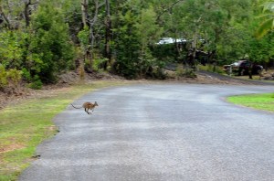 Our First Kangaroo!