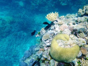 Over the edge of the reef it dropped off to about 30 meters.