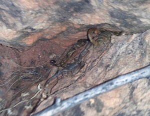 Scorpions - there are three of them there.