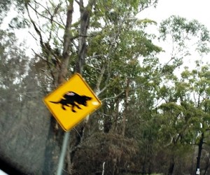 Tasmanian Devil Crossing - Yep, you read it right.