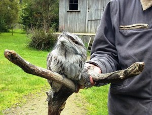 Tawny Frogmouth named Sam.