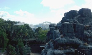 The backdrop of the Taranga Zoo is Sydney Harbor. It lends its tranquility to the beauty of the natural habitats of the animals to create an environment of serenity.