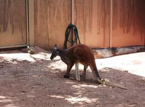 The Big Red kangaroo. Standing up, she's as tall as Tom.