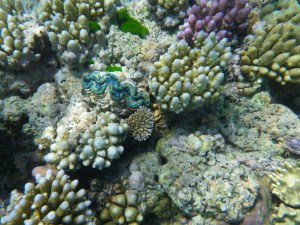 The blue zig-zag thing is the mouth of a small giant clam.  They were everywhere and the colors were greatly varied and beautiful.