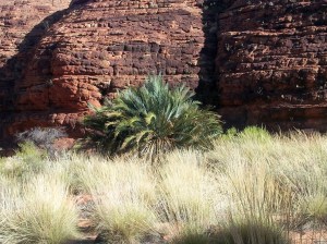 The Cycade is also known as the dinosaur plant because these plants were around when dinosaurs still roamed the earth. It grows 1 leaf a year. This one es estimated at about 500 years old.