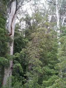 The eucalyptus trees are huge.