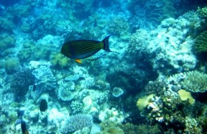 The larger fish is a Striped Surgeonfish and if you look just below him you'll see a little Bluestreak Cleaner Wrasse.