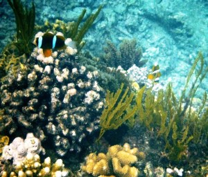 The little clownfish were hard to catch. They're very fast.