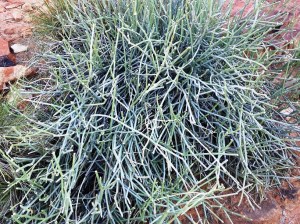 The sap of the ipyipy bush acts as an anticeptic and a bandage.