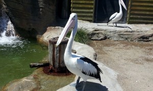 These Australian pelicans are huge, around 3ft. tall.