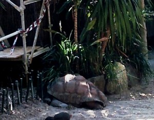 This Aldabra Giant Tortoise is over a meter long. They can live to be 150 years old.