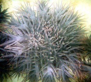 This is a type of sea star known as a Crown of Thorns.