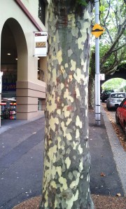 This is the trunk of a type of eucalyptus tree that is all around the city - very cool.