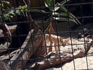 This little cutie is a Fennec Fox. Look closely, the tips of his ears are green.