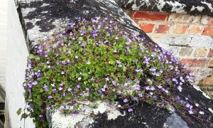 This pretty little ground cover grew right on the rock - no soil.