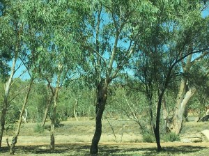 This was part of the kangaroo compound which was huge. There were eucalyptus trees everywhere and they smelled wonderful.