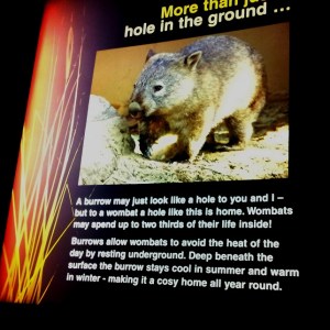 Wambats - they really do exist, but the farmers wish they didn't. They dig up fields for their burrows and attack livestock for food.