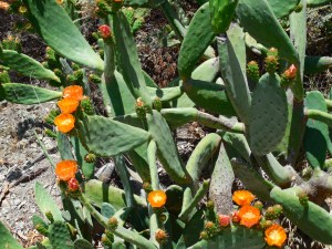 The cactus was in bloom everywhere and it was beautiful.