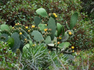 More beautiful blooming prickly pear.