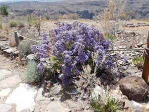 The rugged tenacity of these plants always amazes me. Despite the winds and arid soil they thrive and are beautiful!