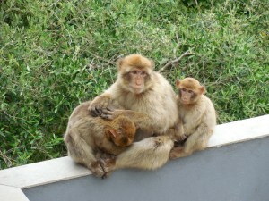 The apes were very funny.