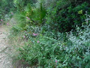 Lovely scenery as we walked.