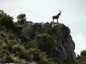 In a couple of areas we saw these goats on the bluffs. I was pretty excited at first but then realized that they are statues. I have no idea of their significance. 