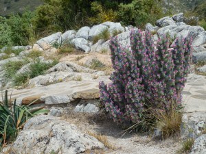 I don't know what this is but they were everywhere and gorgeous! 