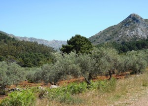 In the middle of the park there is a rather large grove of olive trees. They are the small, light green trees in the foreground.