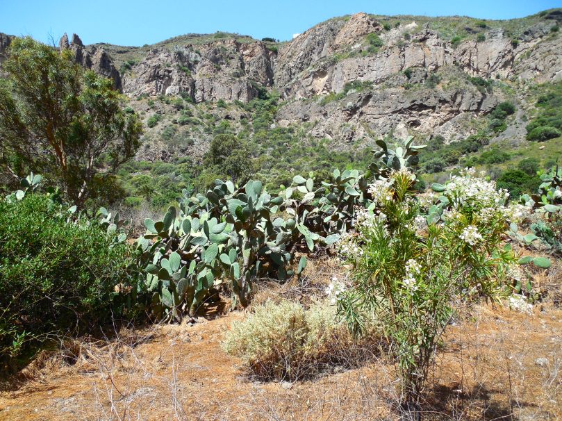 This was at the bottom. The cactus was prolific and taller than me. I know that isn't saying much but it was really big!