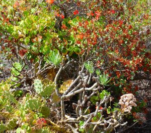 Geraniums grew wild everywhere and in a variety of colors.