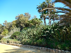 The yucca and mother-in-law tongue were huge and prolific! 