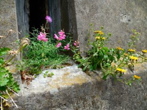 Flowers sprung from every nook and cranny.