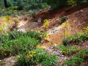 The path was pretty and almost made you forget about gasping for air.
