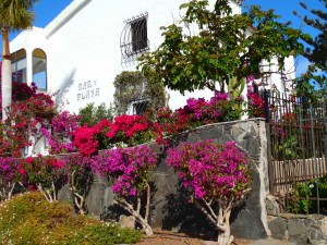 As in most warm dry areas, the bougainvillea thrived along with the yucca and cactus.
