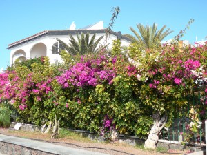 And more bougainvillea and Spanish architecture.