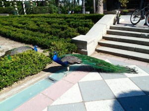 Peacock Standoff