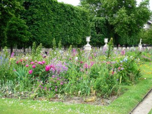 Tuileries Garden Flowers 1