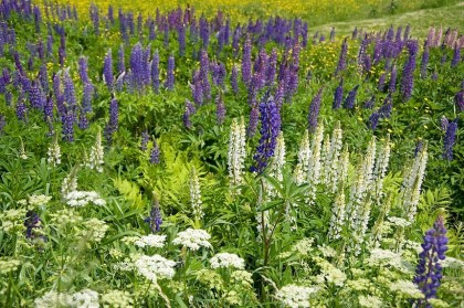 Fields of gorgeous wild flowers were everywhere - purple and white lupine, Queen Ann's Lace...
